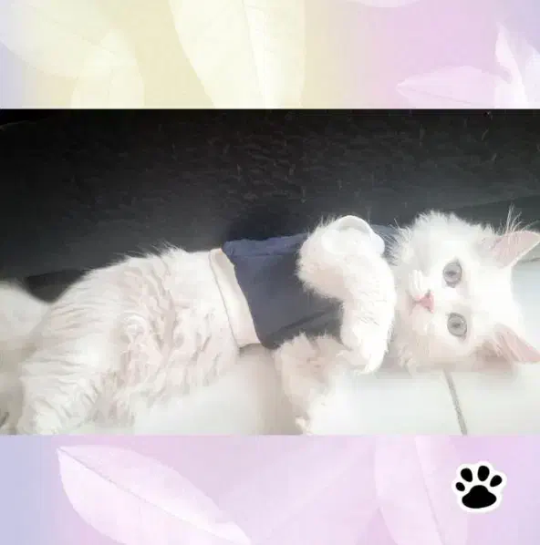 گربه پرشین|گربه|قزوین, |دیوار