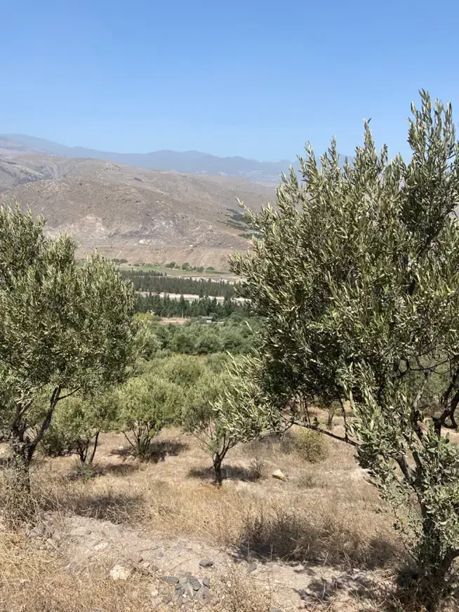 زمین باغی ۳هزارمتر با ۷۰تا نهال زیتون|فروش زمین و ملک کلنگی|رودبار, |دیوار