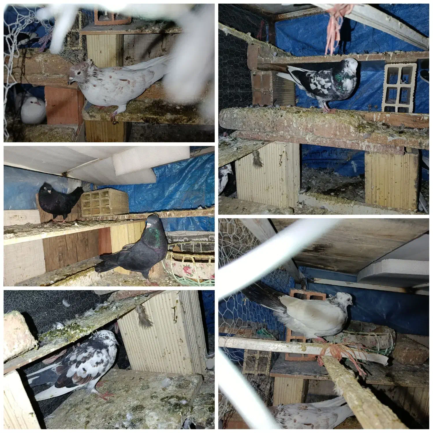 6 عدد کفتر سالم|پرنده|پارس‌آباد, |دیوار