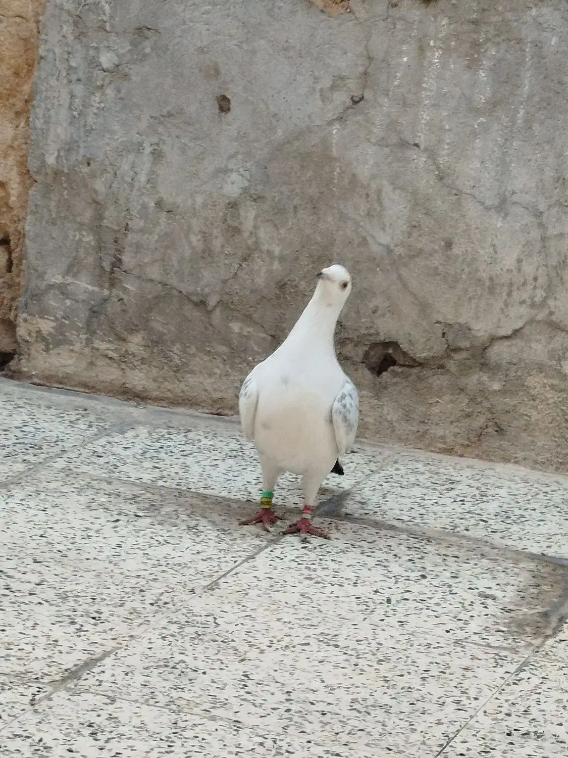 پلاک|پرنده|اندیمشک, |دیوار