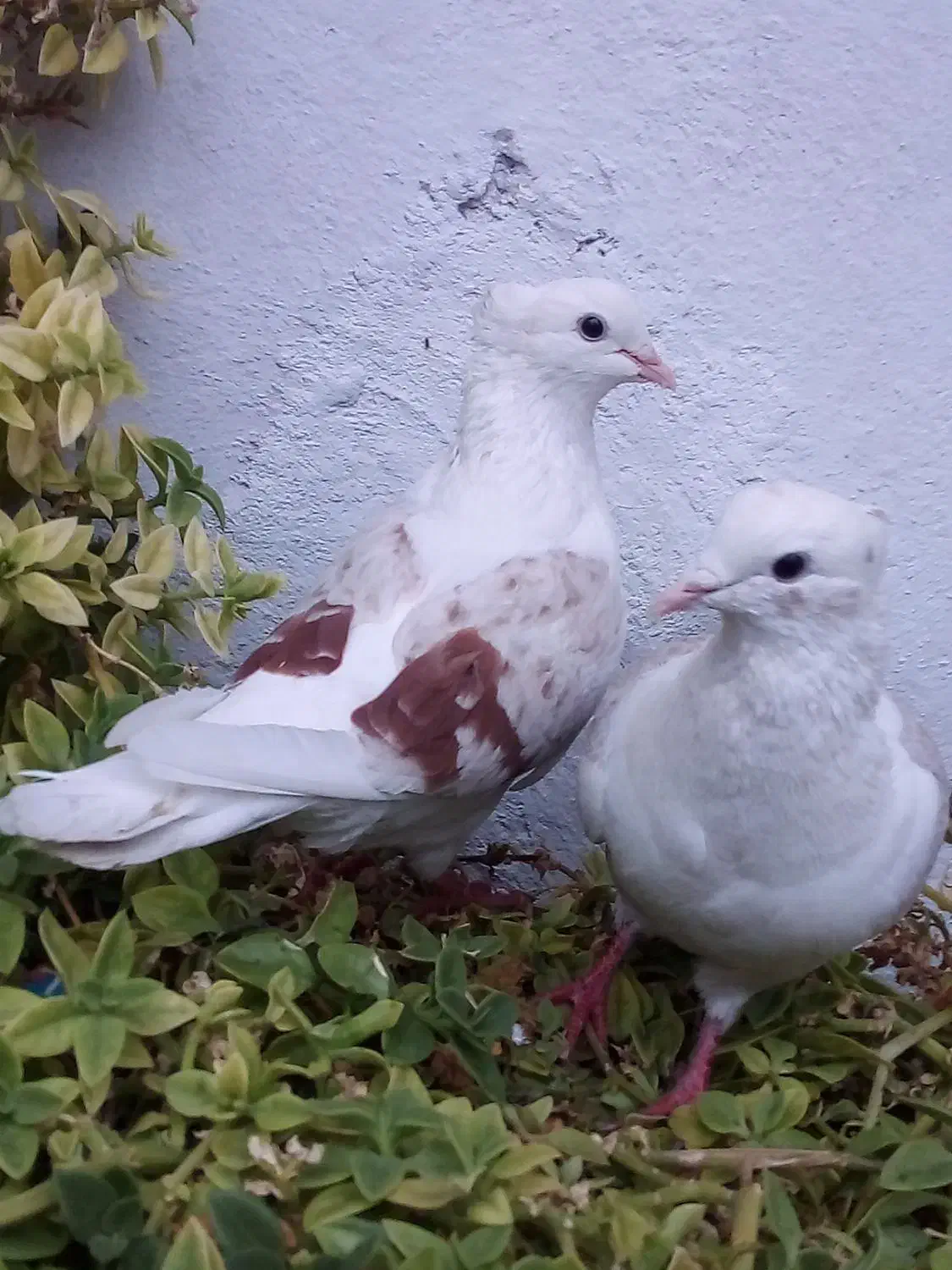 یک جفت گردار|پرنده|چگنی, |دیوار