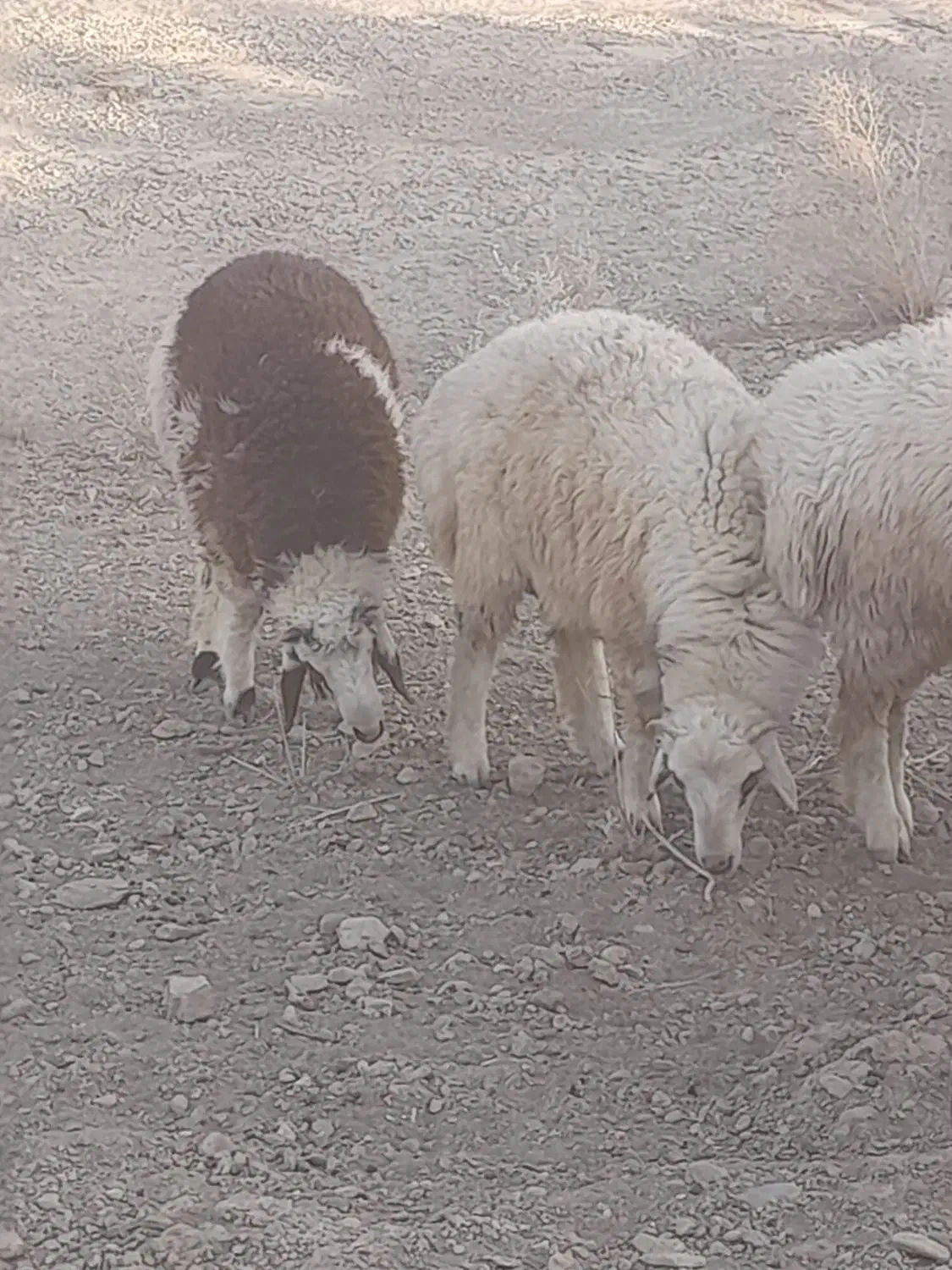 بره فروشی|حیوانات مزرعه|ارزوئیه, |دیوار