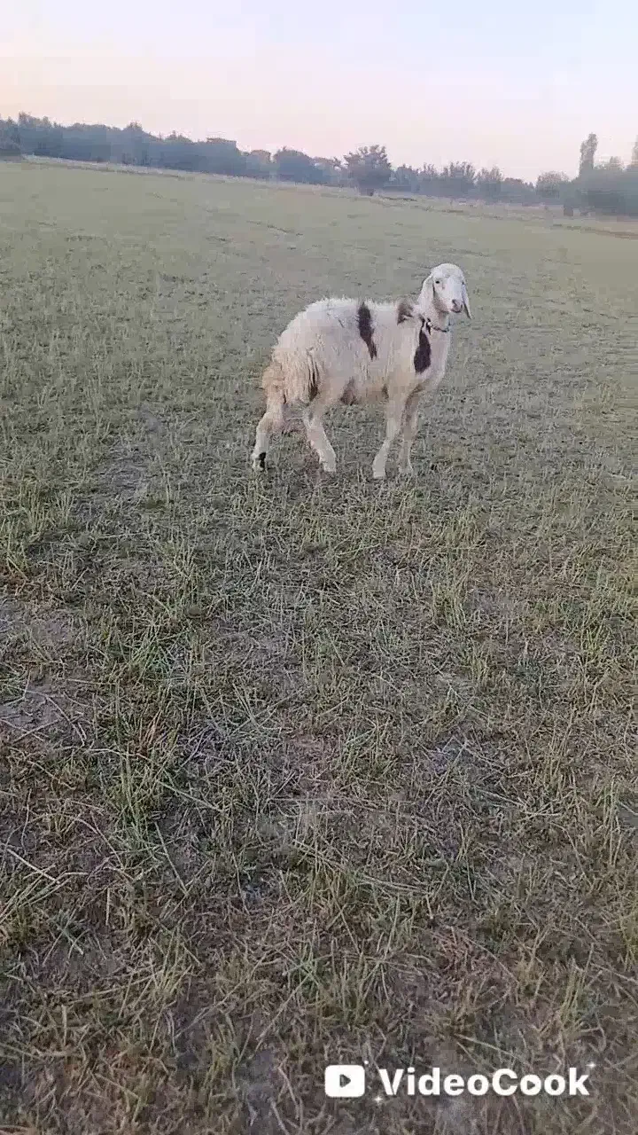 قوچ بره میش پلنگی بز|حیوانات مزرعه|تربتحیدریه, اندیشه|دیوار