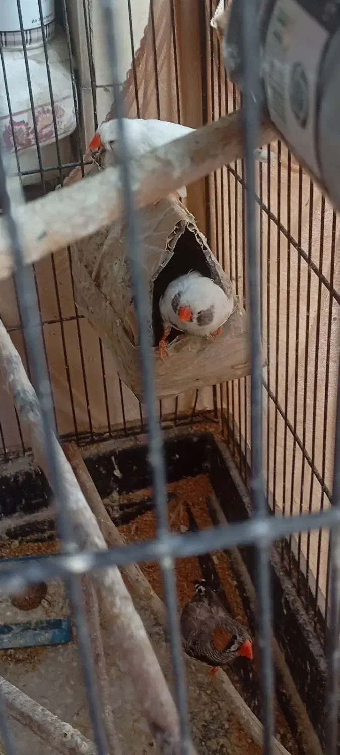 فنچ|پرنده|باقرشهر, |دیوار