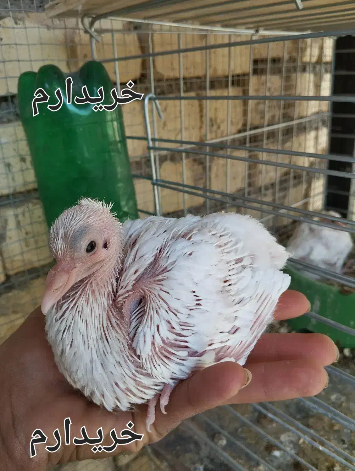 جوجه کفتر|پرنده|زرند, |دیوار