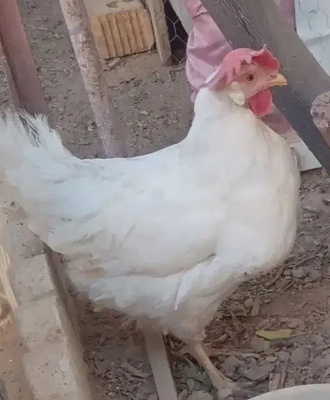 دو عدد مرغ سفید|حیوانات مزرعه|مهدی شهر, |دیوار