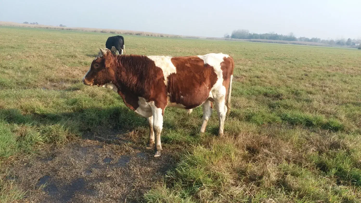 گوساله نر سیمنتال|حیوانات مزرعه|ضیابر, |دیوار