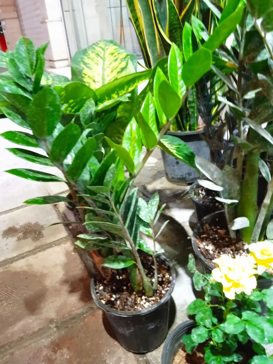 فروش انواع گل های آپارتمانی|گل و گیاه طبیعی|برازجان, |دیوار