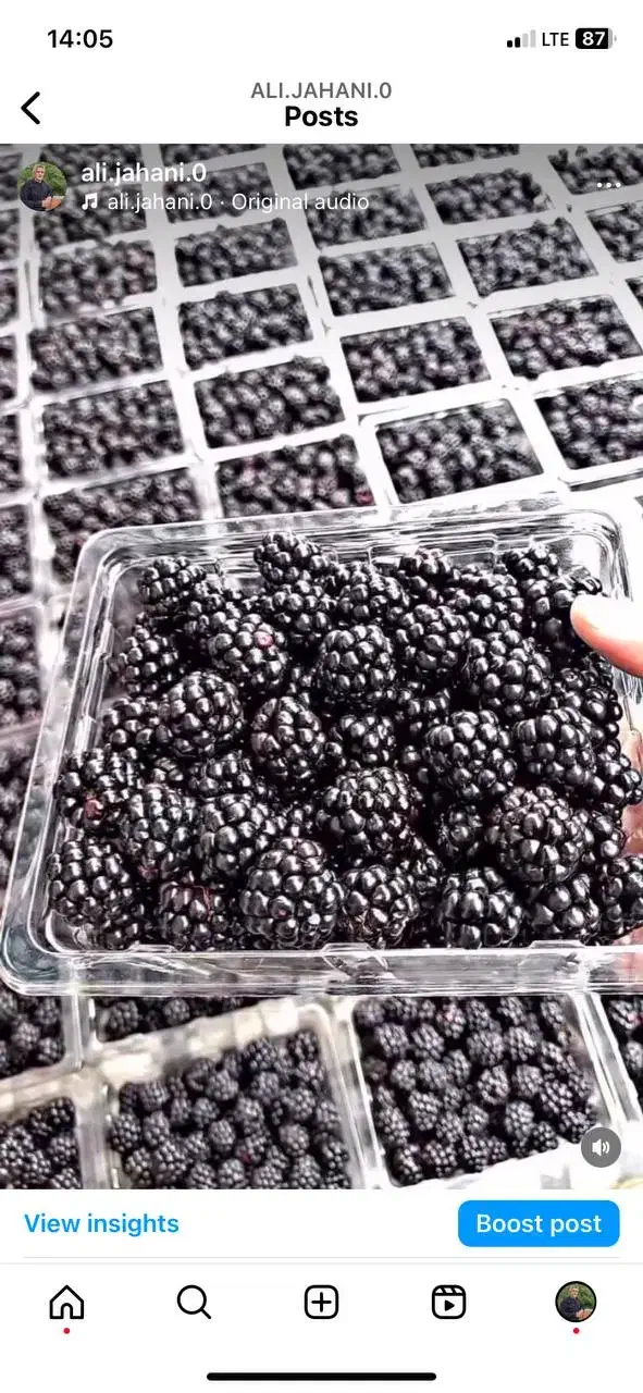 نهال تمشک|گل و گیاه طبیعی|قائم‌شهر, |دیوار