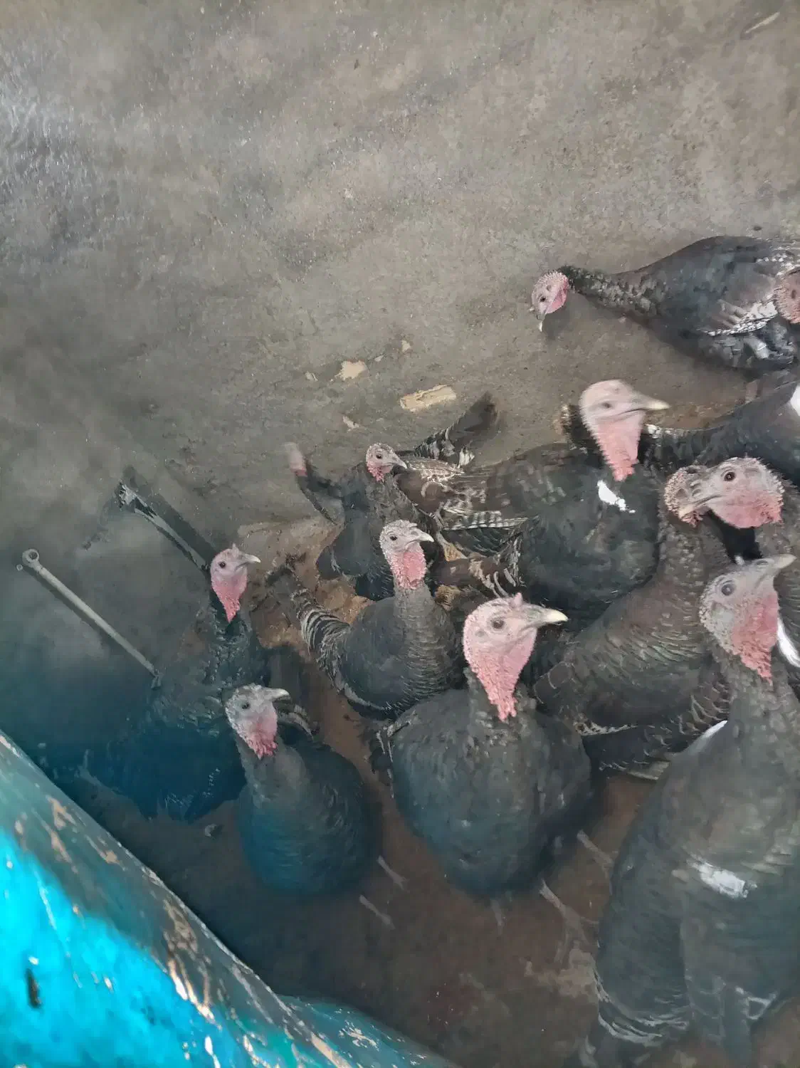 بوقلمون|حیوانات مزرعه|فریدونشهر, |دیوار