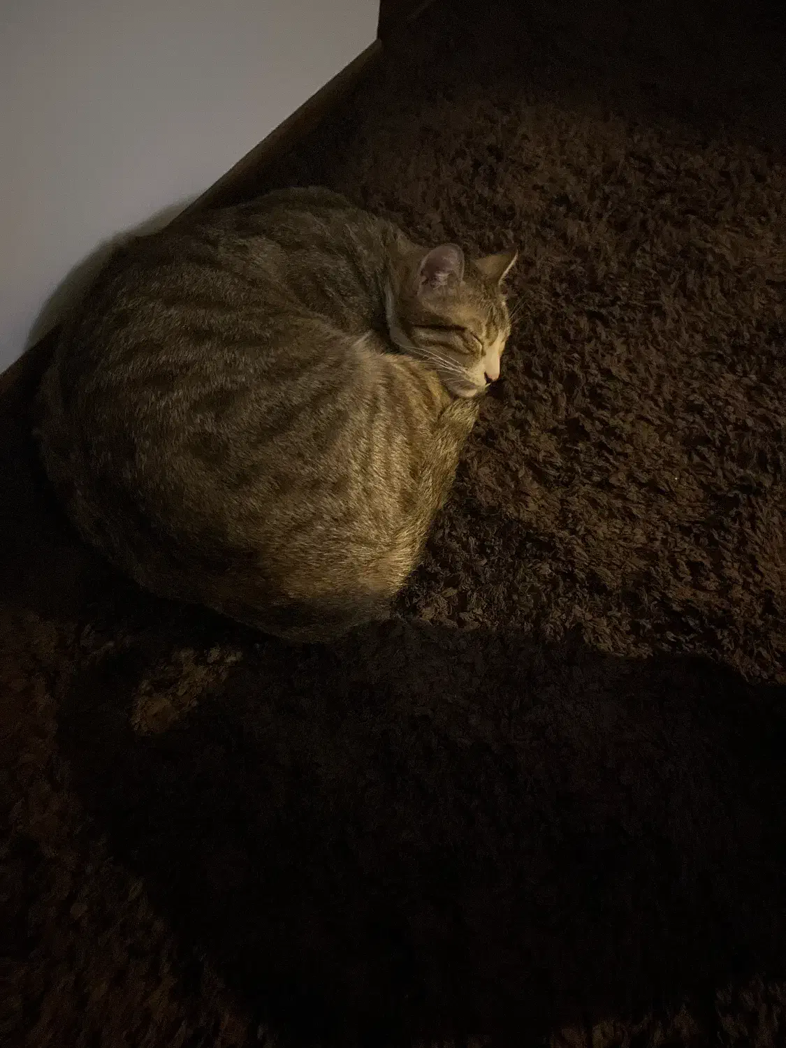 گربه خونگی|گربه|گلبهار, شهر جدید گلبهار|دیوار