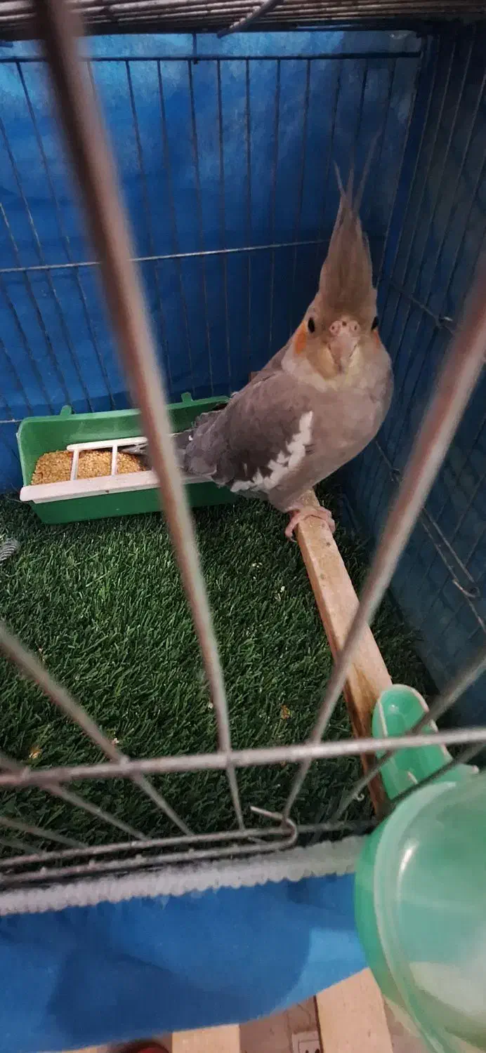 عروس هلندی .فنچ .مرغ عشق|پرنده|بجنورد, |دیوار