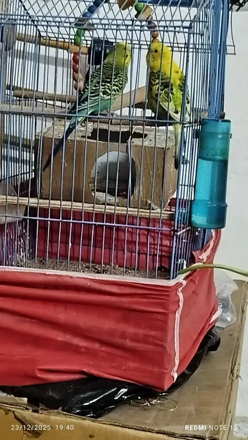 مرغه عشق|پرنده|اهواز, عامری|دیوار