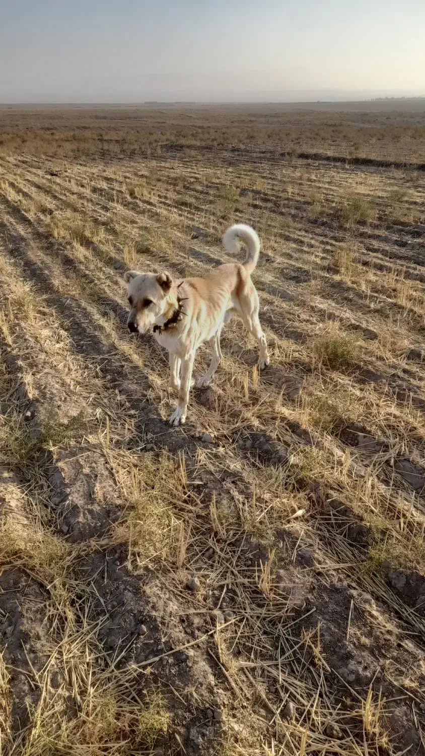 وگذاری سگ گله|سگ|آبکوه, |دیوار