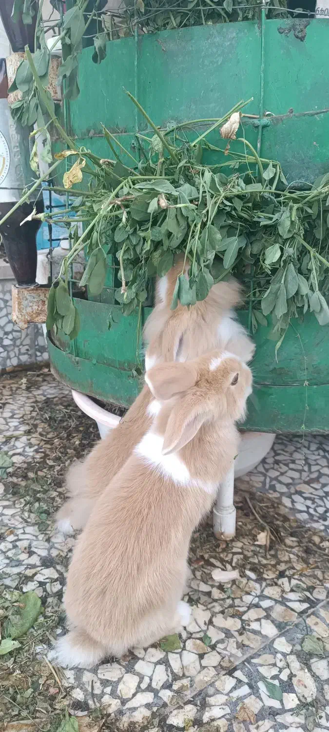 یک عدد بچه خرگوش نر دوماهه|موش و خرگوش|نظرآباد, نظرآباد|دیوار