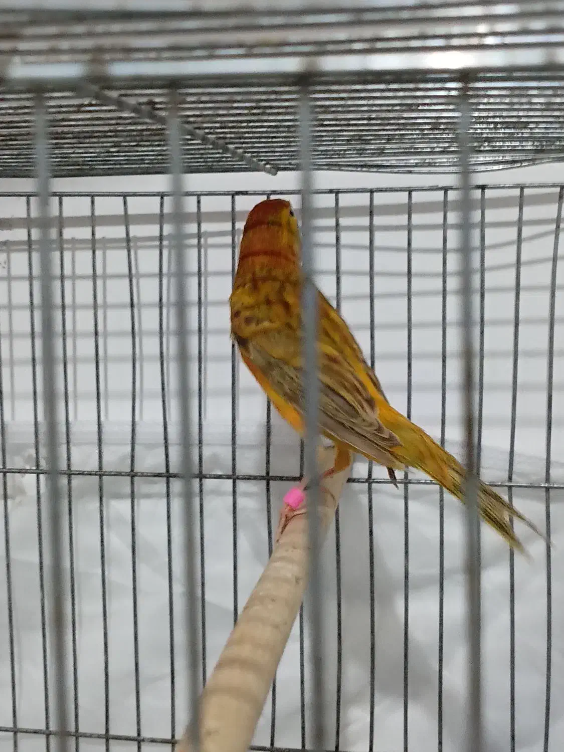 قناری نر مست|پرنده|مشکین‌دشت, |دیوار