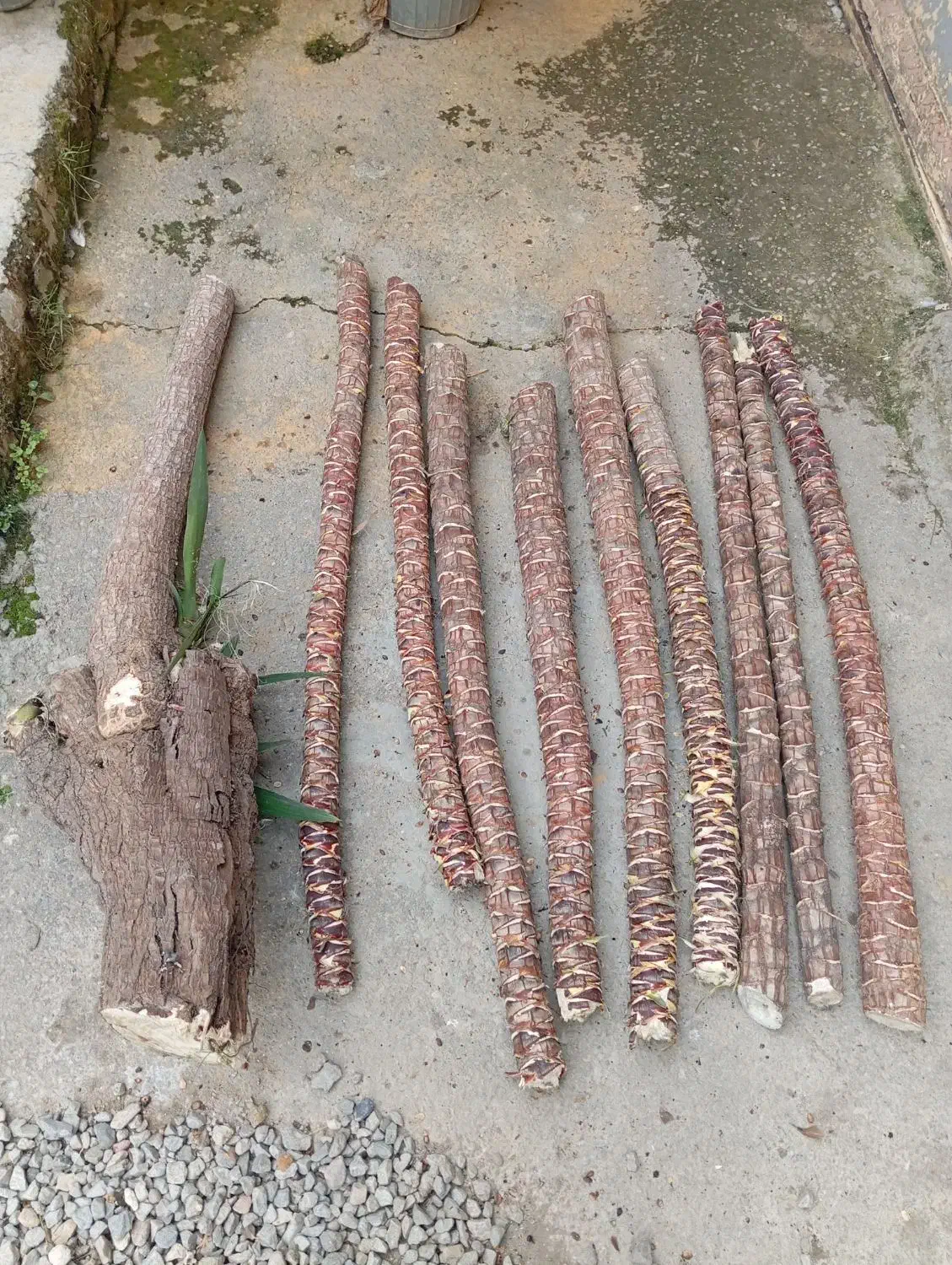 یوکا تنه بزرگ|گل و گیاه طبیعی|آمل, |دیوار