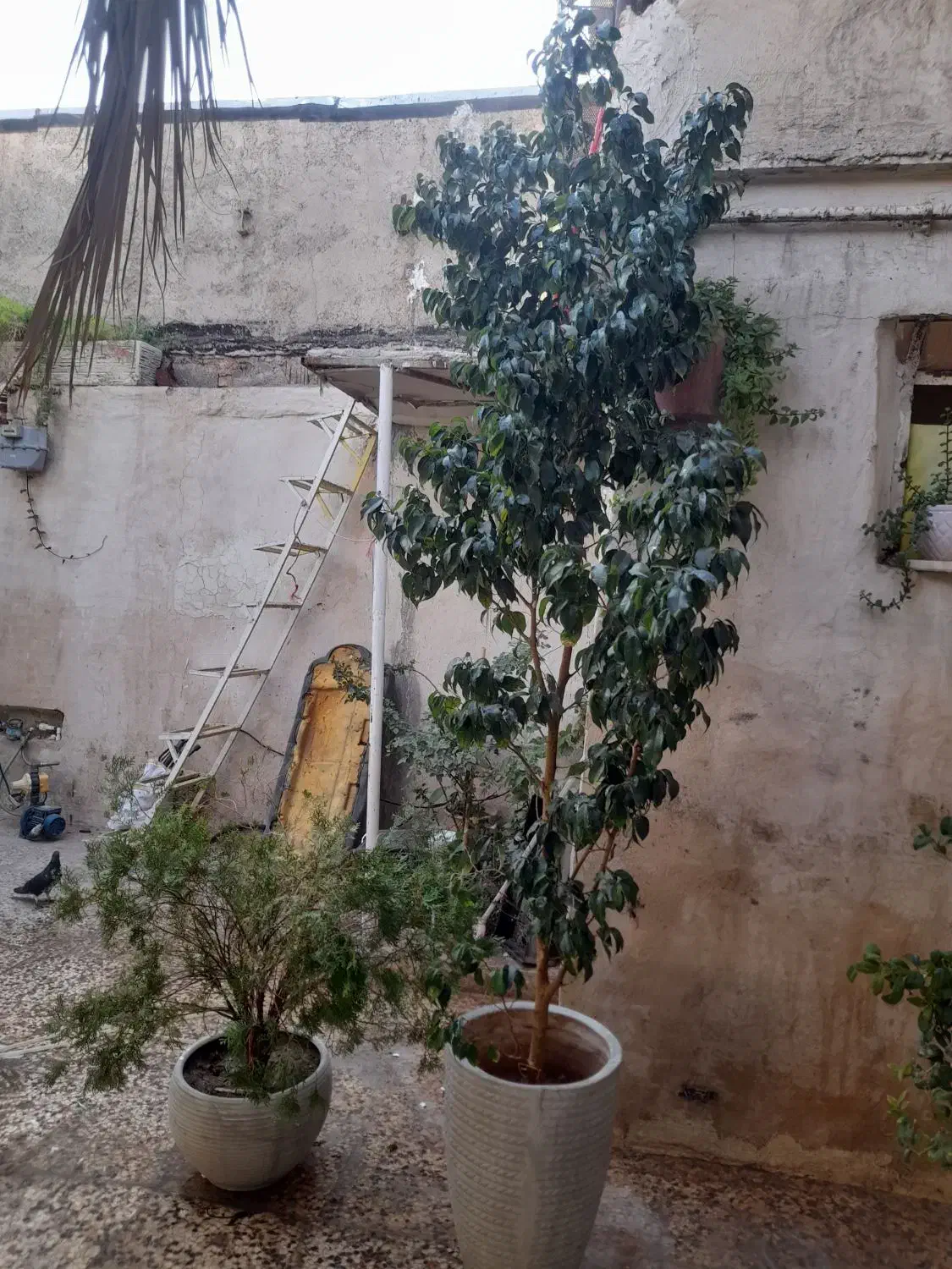 گل و گلدان|گل و گیاه طبیعی|طسوج, |دیوار