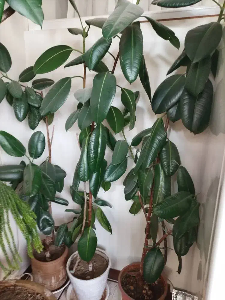 فروش 6 عدد گلدان فیکوس|گل و گیاه طبیعی|فردیس, فردیس|دیوار