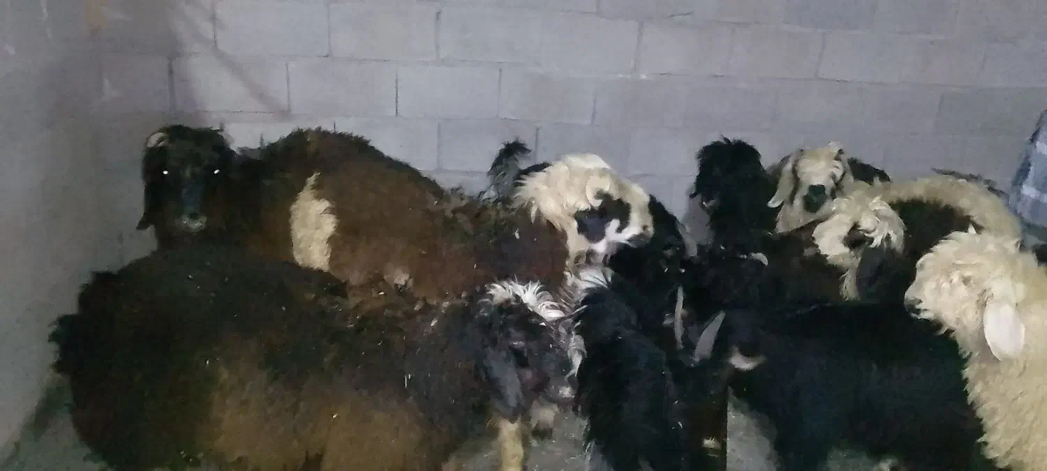 گوشت بره|حیوانات مزرعه|مسجد سلیمان, |دیوار