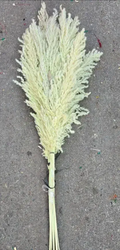 گل پامپاس،به صورت عمده وقیمت عالی|گل و گیاه طبیعی|نکا, |دیوار