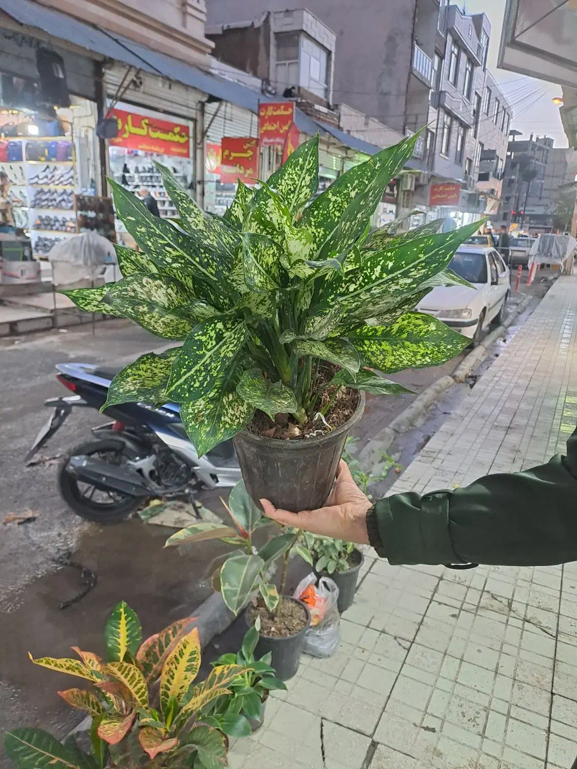 گل رنگارنگ|گل و گیاه طبیعی|کرمانشاه, |دیوار