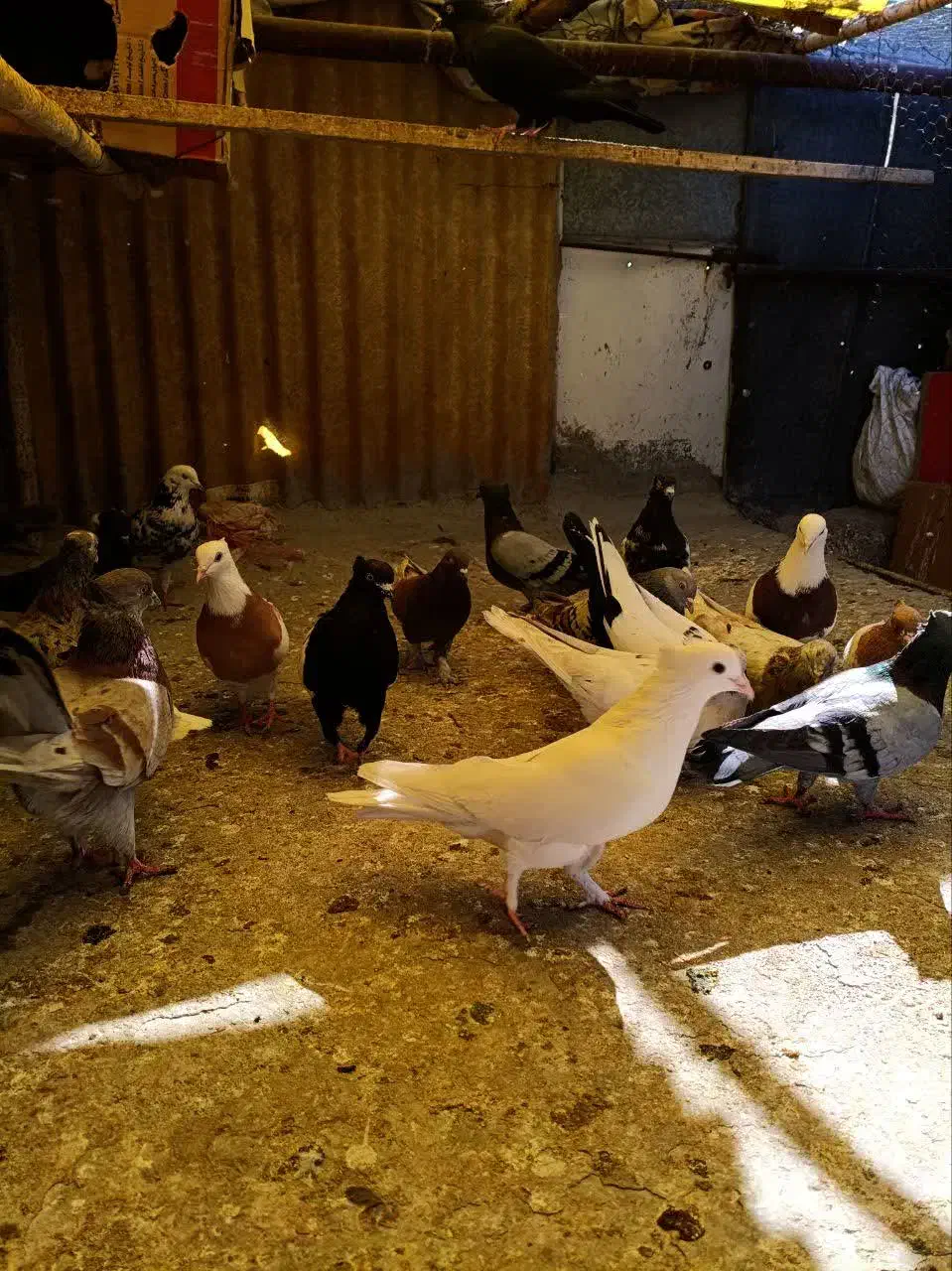 کفتر یا کبوتر|پرنده|قم, ولیعصر|دیوار