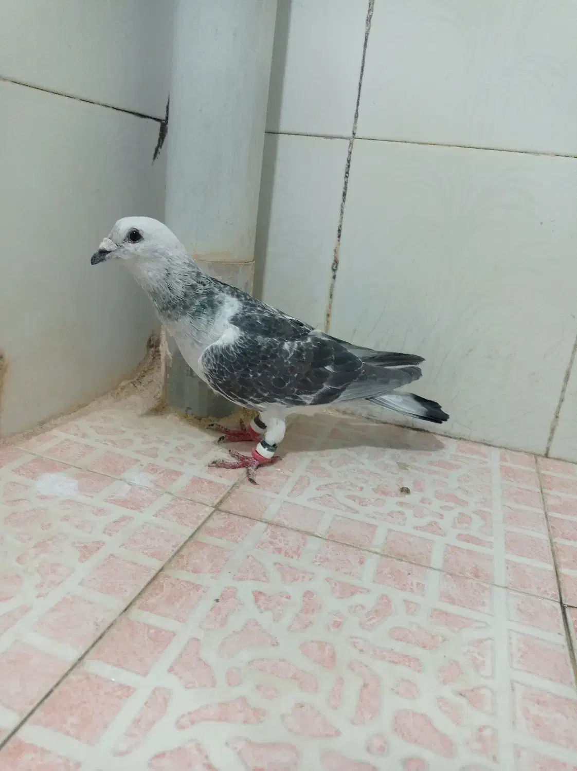 کبوتر کرمانی|پرنده|تربت‌حیدریه, ترمینال|دیوار