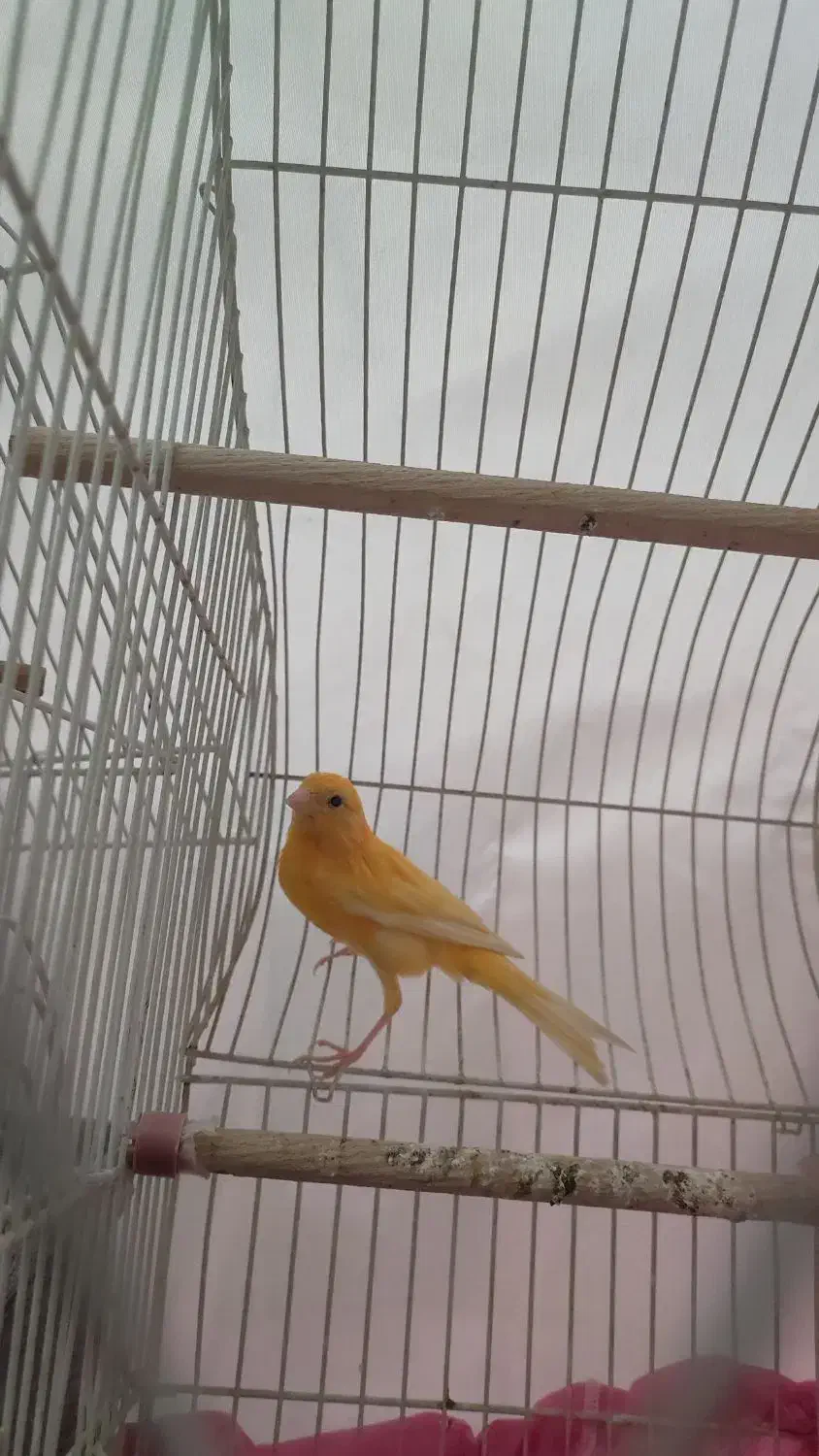 قناری نر پرتقالی بخون|پرنده|قم, نیروگاه|دیوار