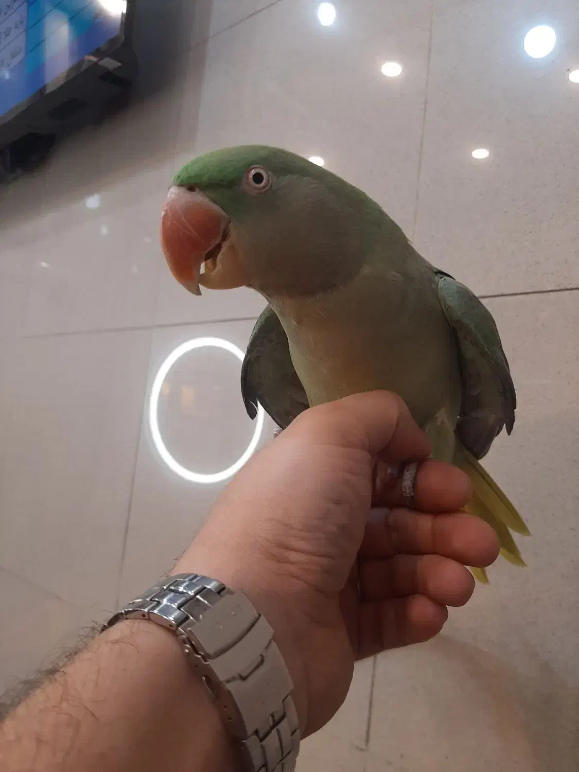 شاه طوطی نر جوجه زیر یکسال|پرنده|کرمانشاه, |دیوار