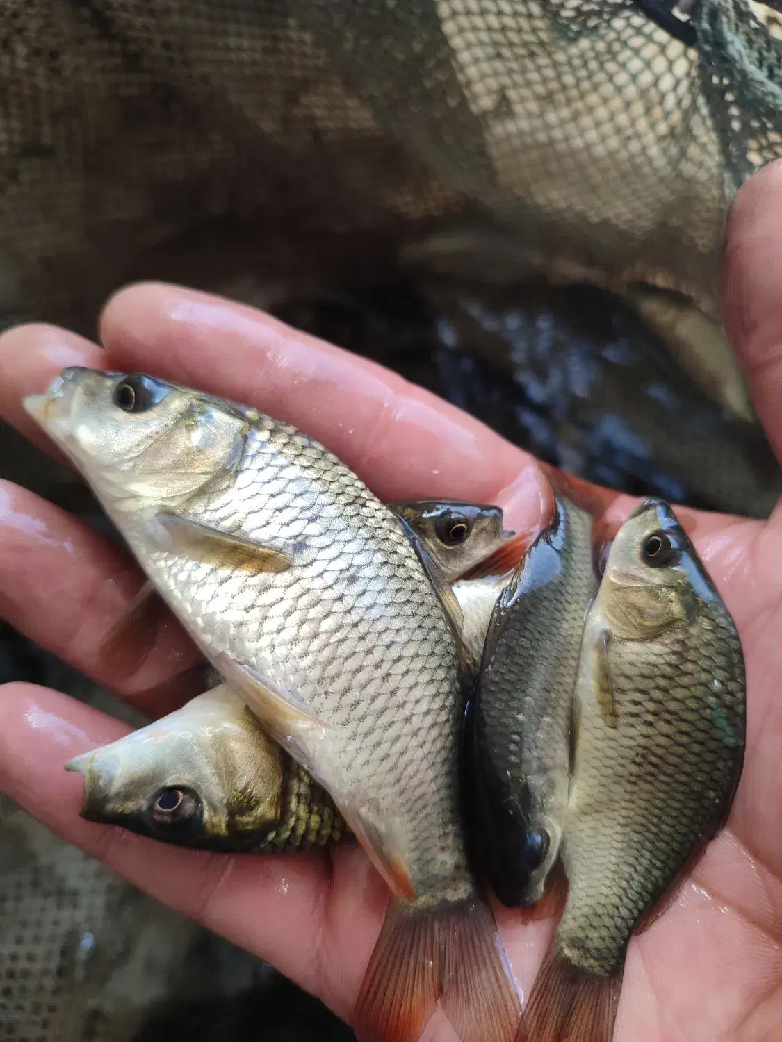 اسپلش و .ماهی کپور و امور پلیت به نرخ دولتی|ماهی|تبریز, |دیوار