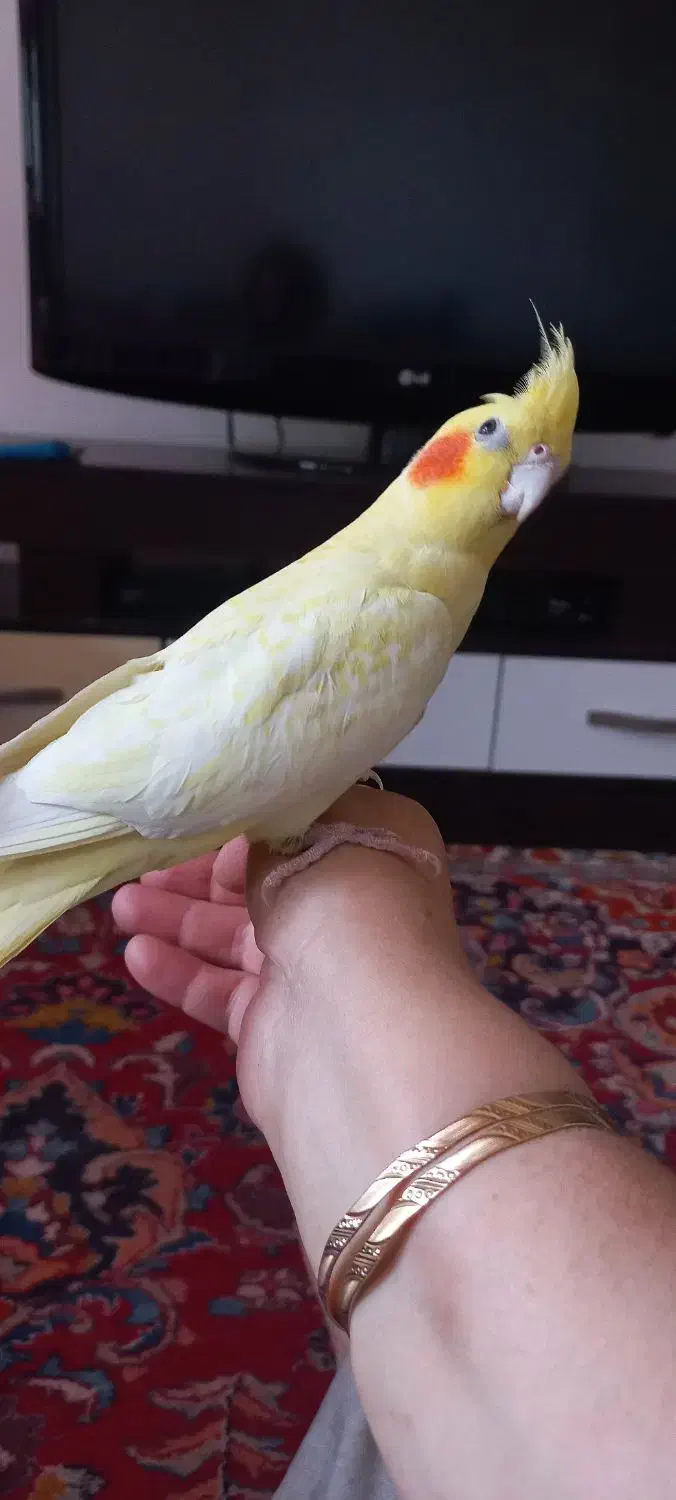 عروس هلندی لوتینوزعفرانی  ماده بالغ|پرنده|مشهد, ادیب نیشابوری (شهرک غرب)|دیوار