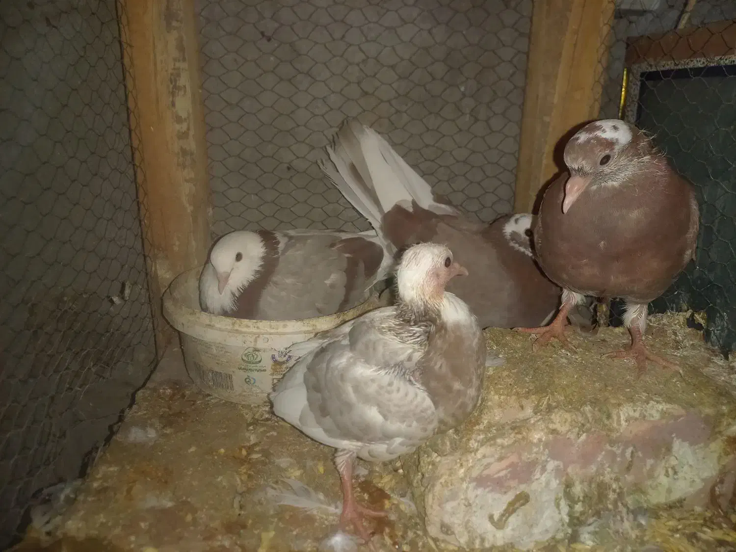 کبوتر هما|پرنده|آران و بیدگل, |دیوار