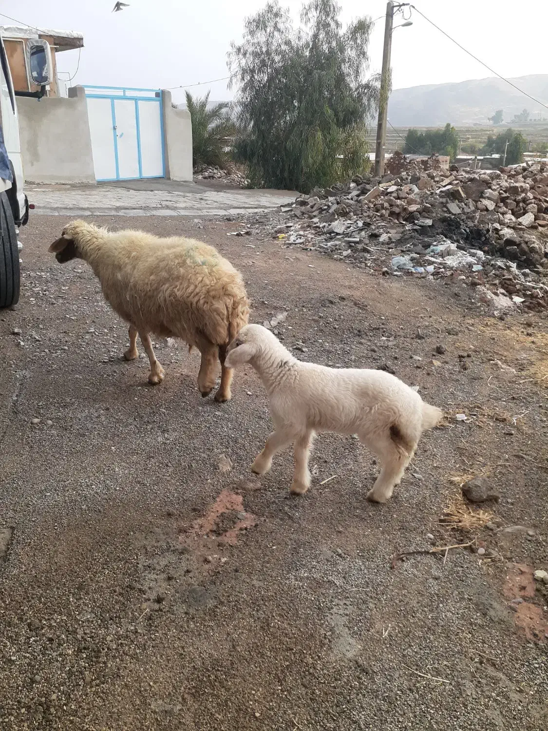 میش بره ۵عدد شک|حیوانات مزرعه|دره شهر, |دیوار
