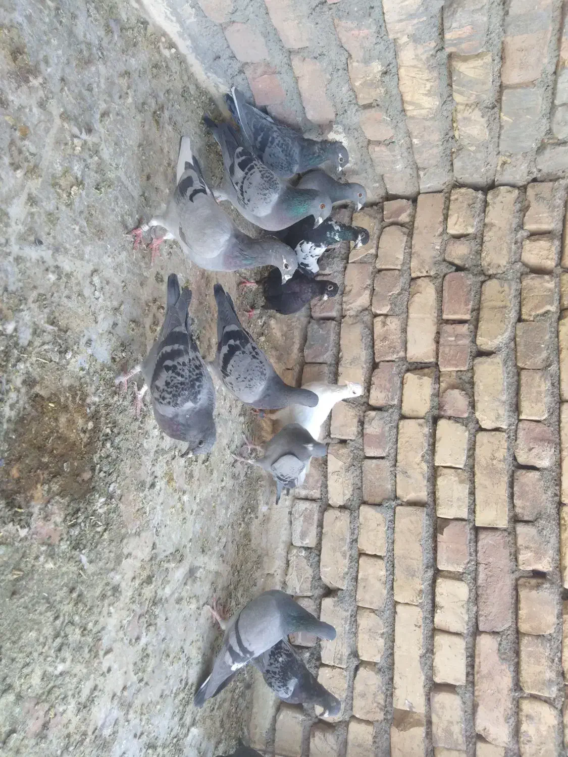 کفتر|پرنده|بیرجند, |دیوار