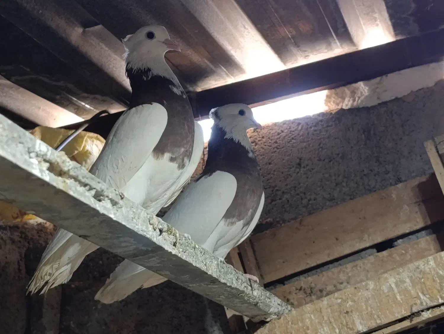 کبوتر طوقی|پرنده|لامرد, |دیوار