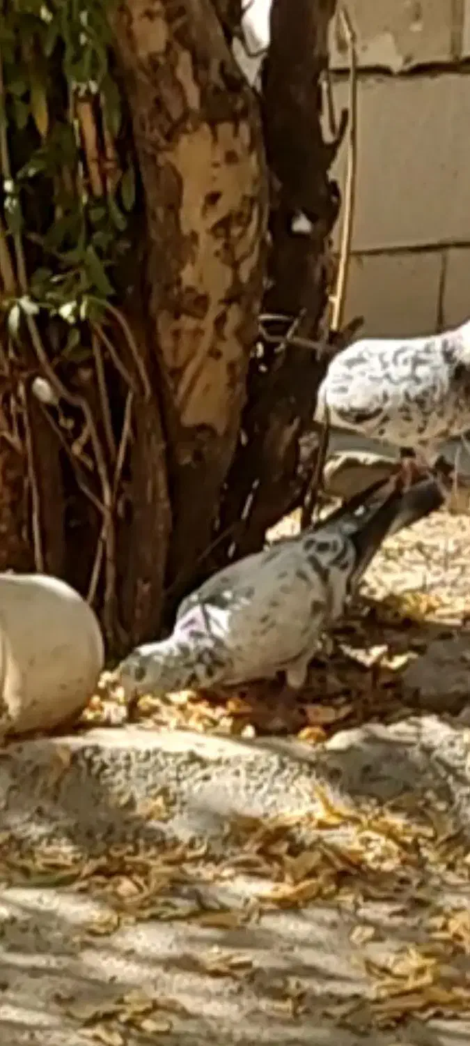 کبوتر گمشده|حیوانات|بجنورد, |دیوار