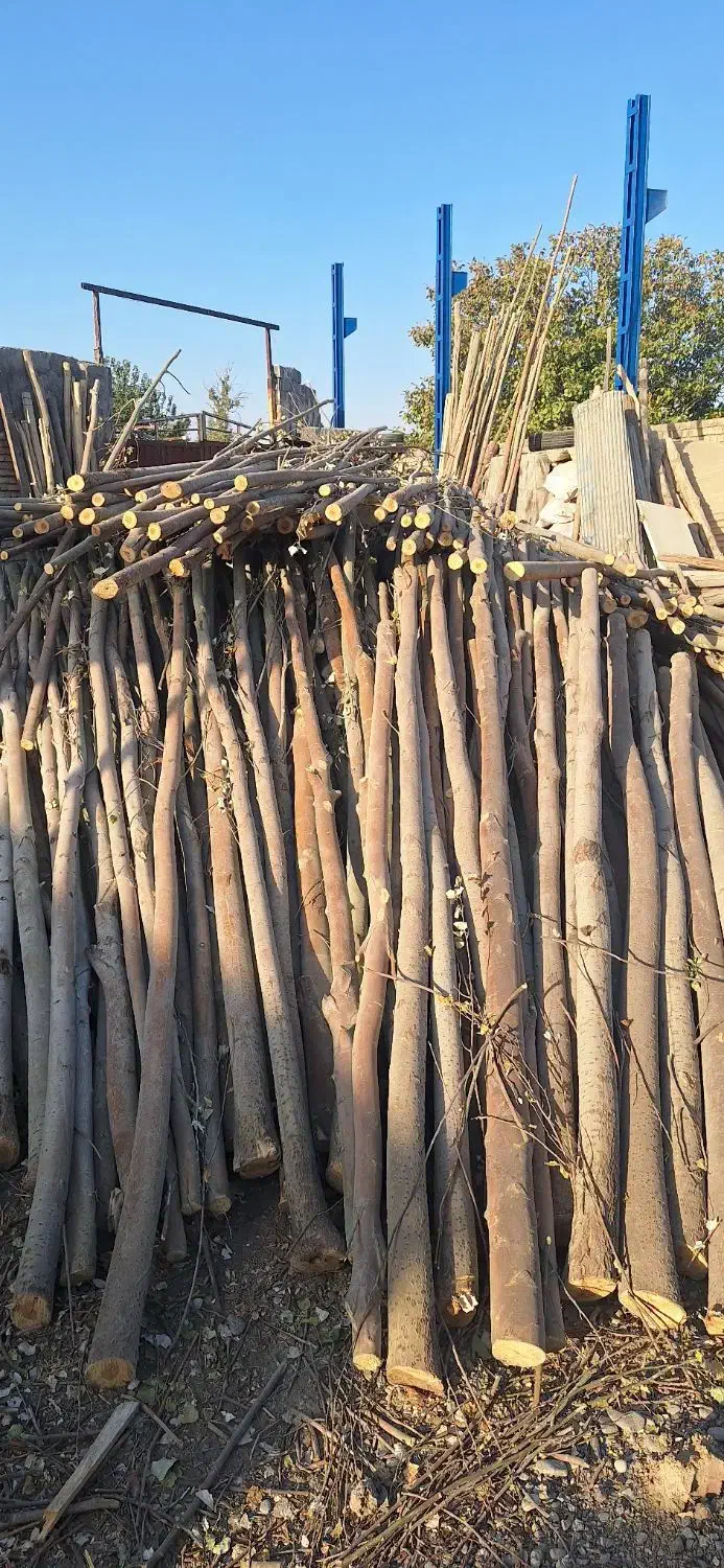 بریدن خرید و فروش چوب|خدمات باغبانی و درختکاری|فلاورجان, |دیوار