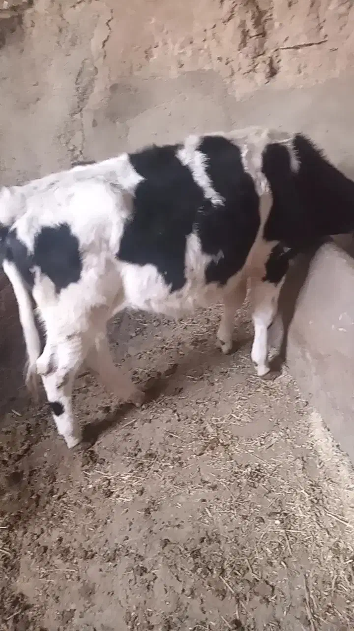 گوساله|حیوانات مزرعه|کمیجان, |دیوار