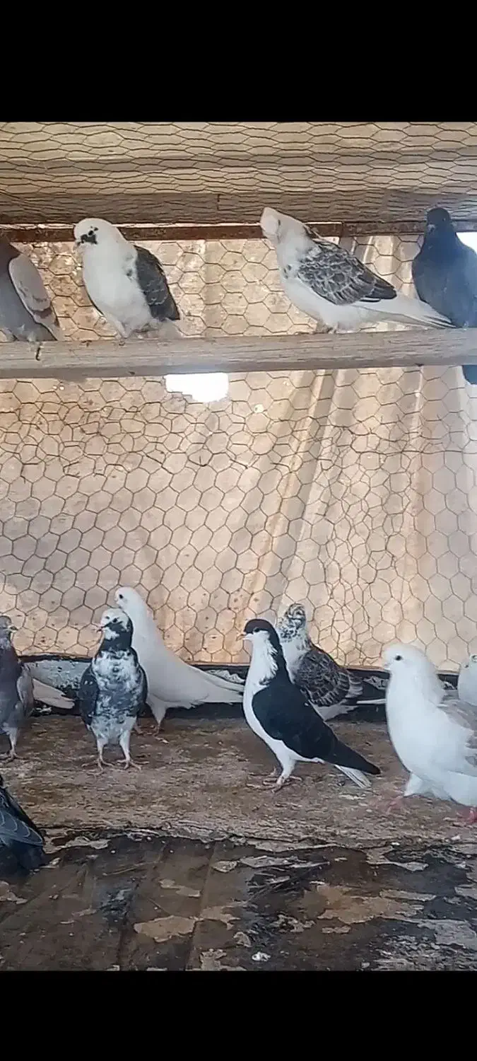 کفتر پرشی نوک ریز|پرنده|قیدار, |دیوار