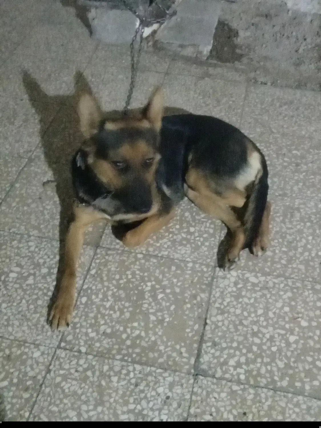 سگ ژرمن شیپر ماده ۱۰ ماهه|سگ|تهران, بیسیم|دیوار