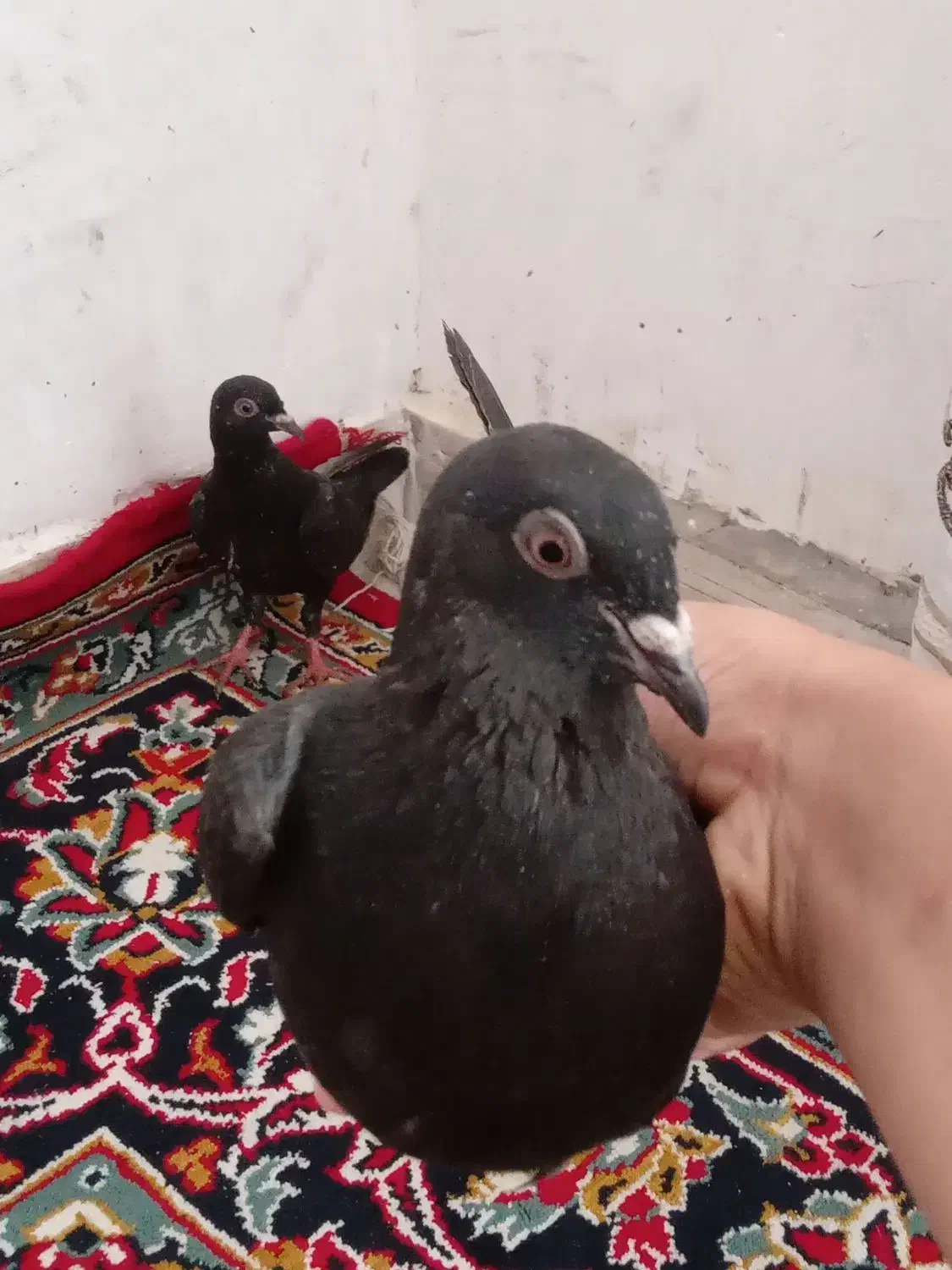 جفت جوجه پلاکی سیاه|پرنده|خورموج, |دیوار