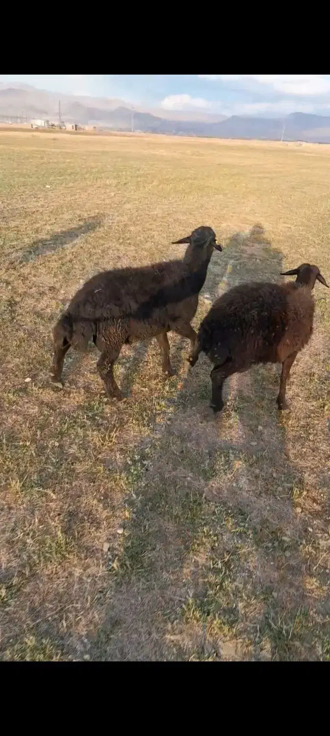 قوچ قزل هترو|حیوانات مزرعه|باغ حلی, |دیوار