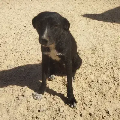 گمشده|سگ|آران و بیدگل, |دیوار