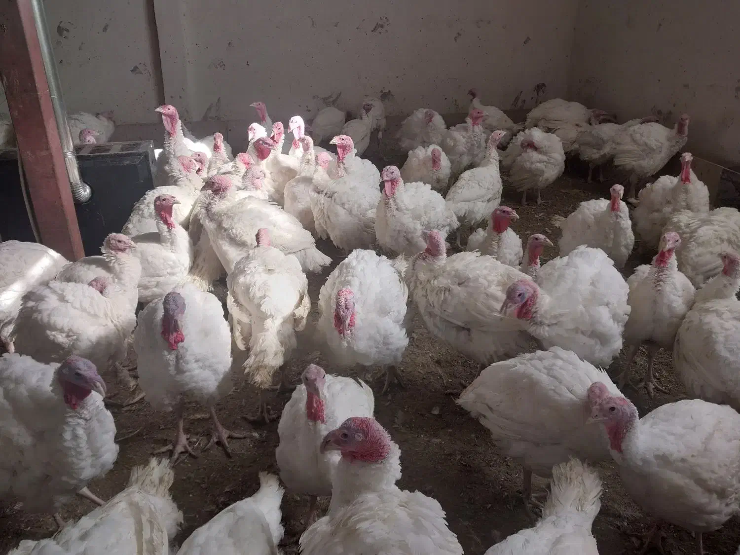 بقلمون گوشتی|حیوانات مزرعه|بروجرد, |دیوار