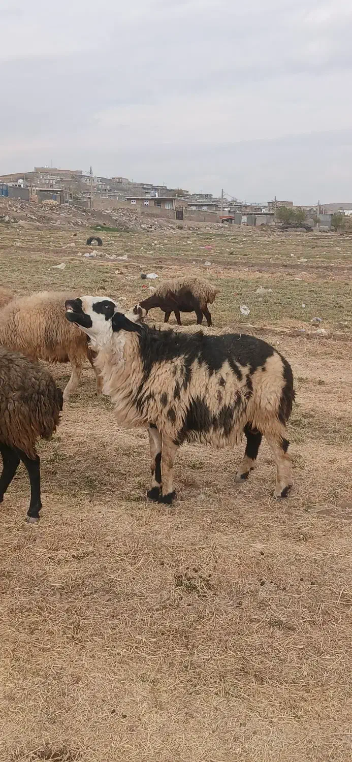 گوسفند|حیوانات مزرعه|هرسین, |دیوار