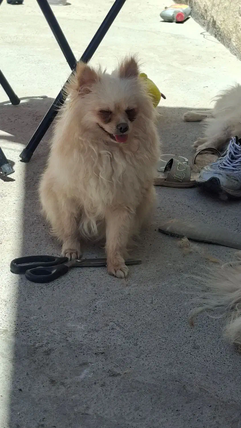 پامر اصل سه ساله ماده|سگ|خوی, |دیوار