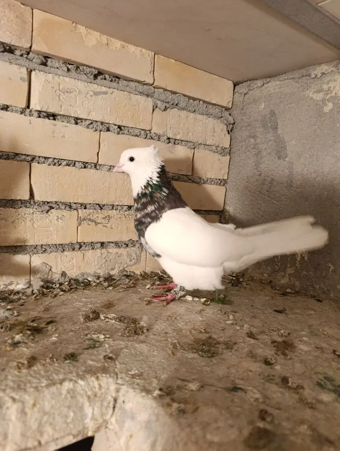 کبوتر طوقی مایدوم یا دمسفید|پرنده|فامنین, |دیوار