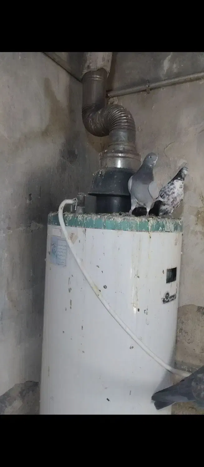 کبوتر خارجی|پرنده|نقده, |دیوار