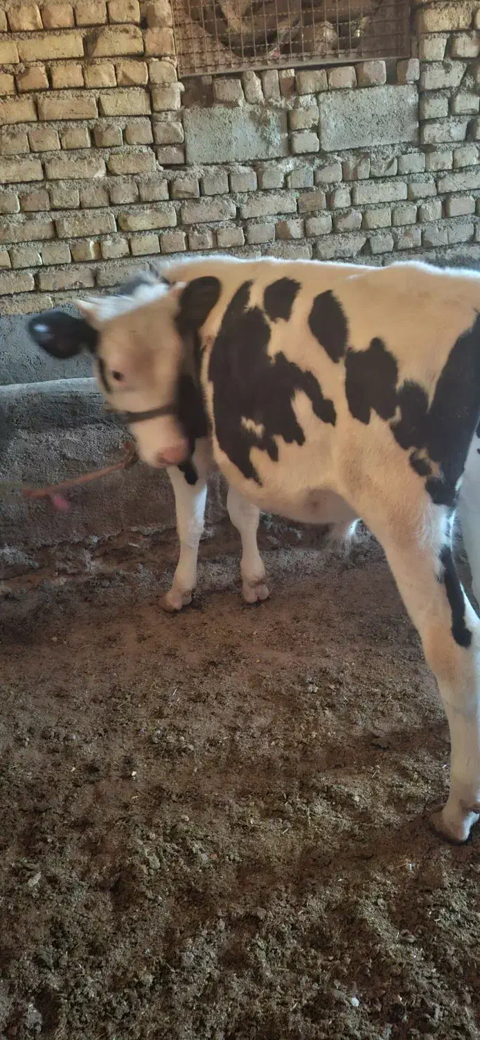 گوساله نر سمینتال گاو|حیوانات مزرعه|گلپایگان, |دیوار